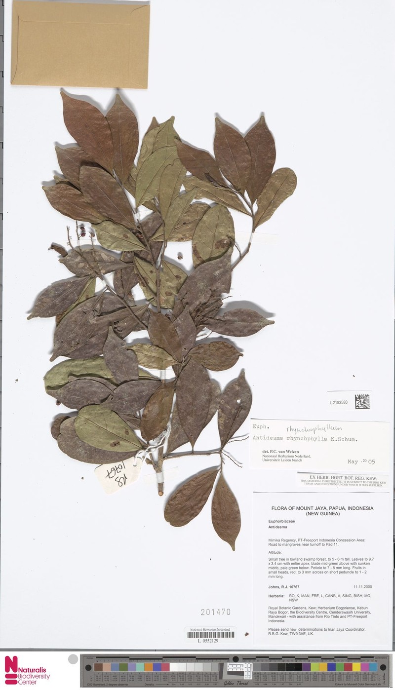 Antidesma rhynchophyllum