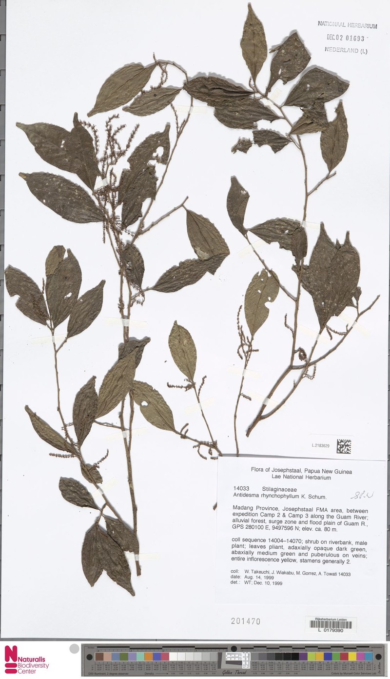 Antidesma rhynchophyllum photo 2