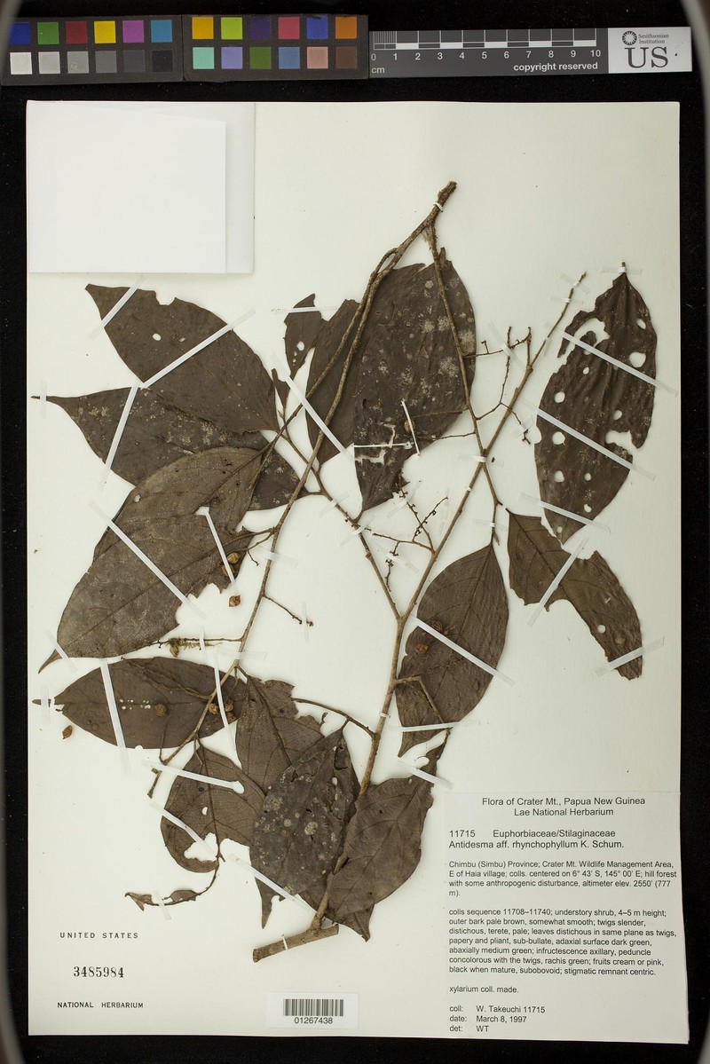 Antidesma rhynchophyllum photo 3