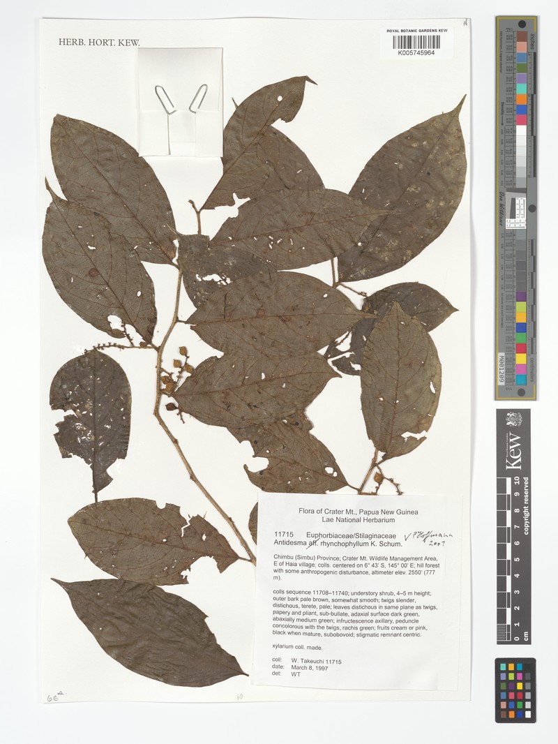Antidesma rhynchophyllum photo 4