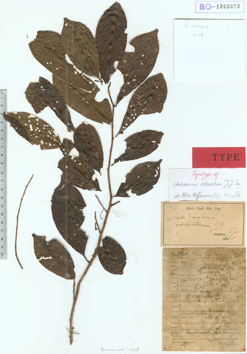 Antidesma rhynchophyllum