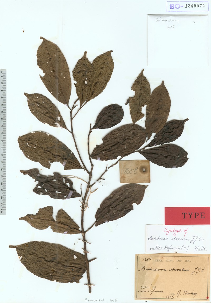 Antidesma rhynchophyllum photo 2