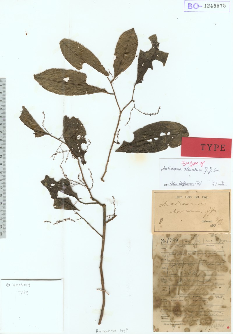 Antidesma rhynchophyllum photo 3
