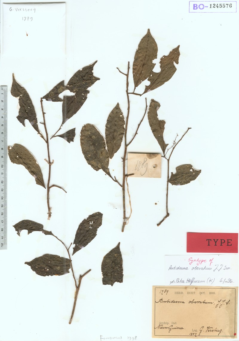 Antidesma rhynchophyllum photo 4