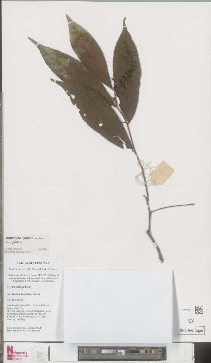 Antidesma riparium photo 2