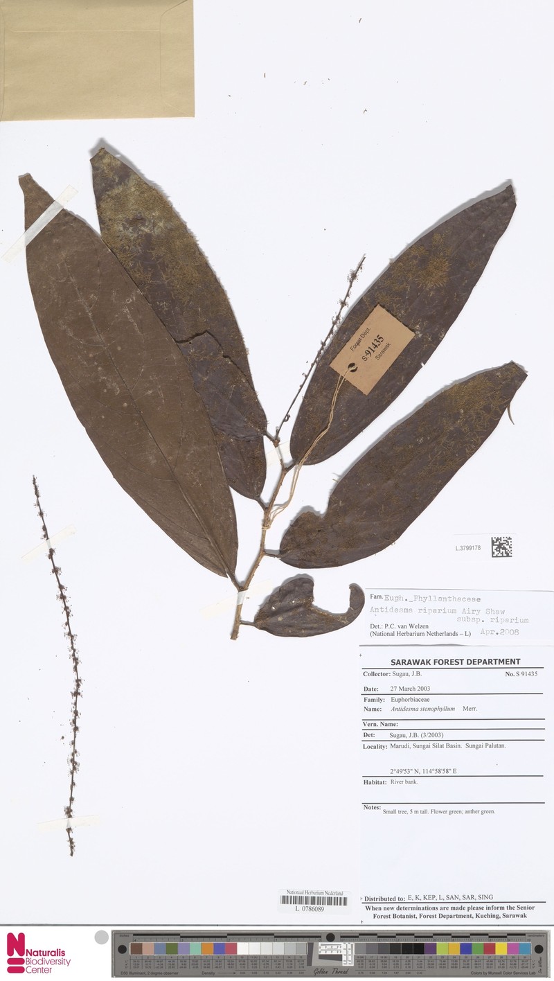 Antidesma riparium subsp. riparium photo 3