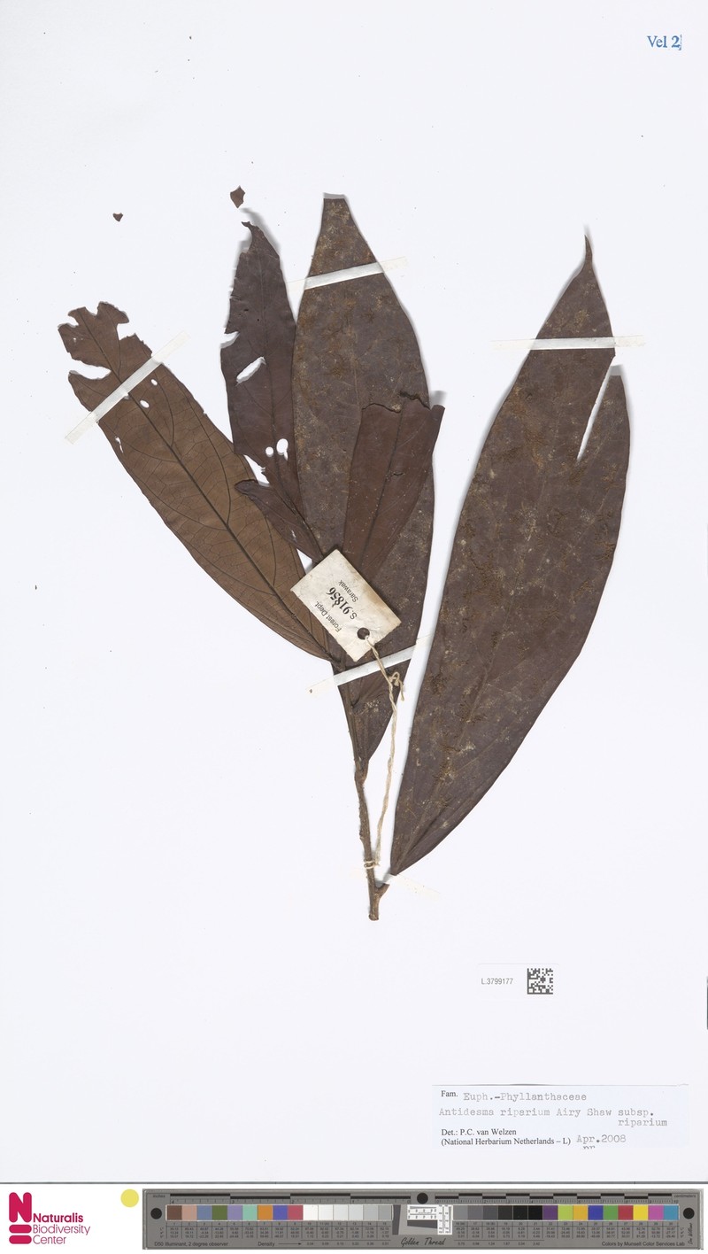 Antidesma riparium subsp. riparium photo 4