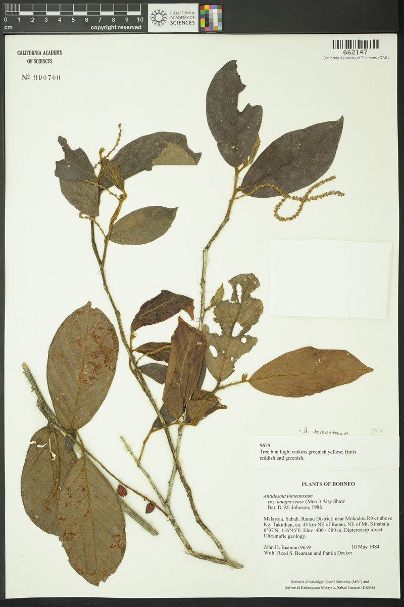Antidesma roxburghii