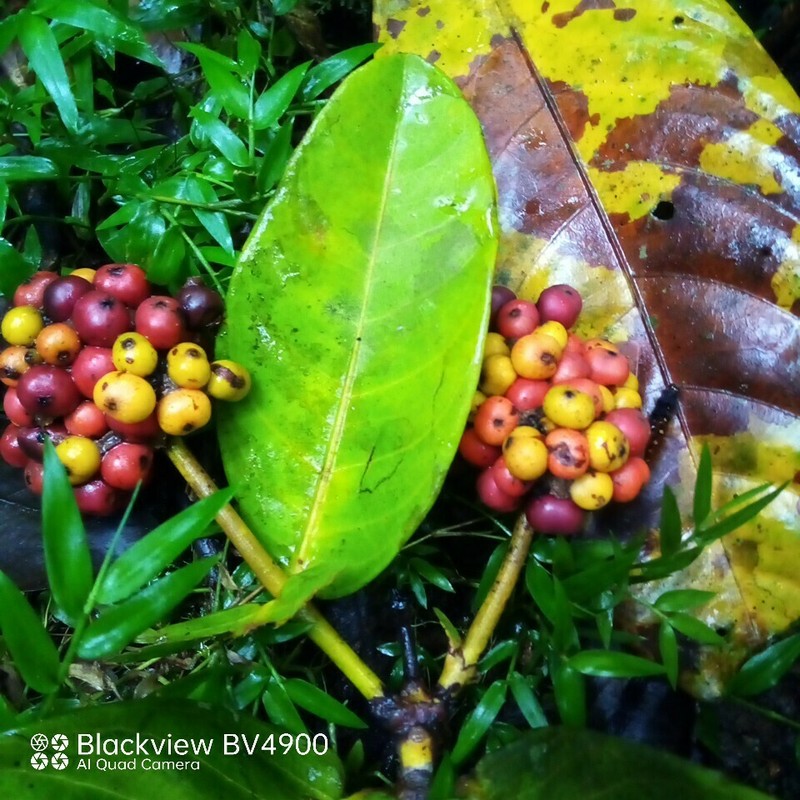 Antidesma rufescens