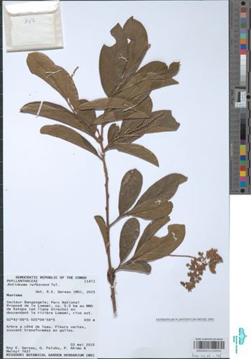 Antidesma rufescens photo 2