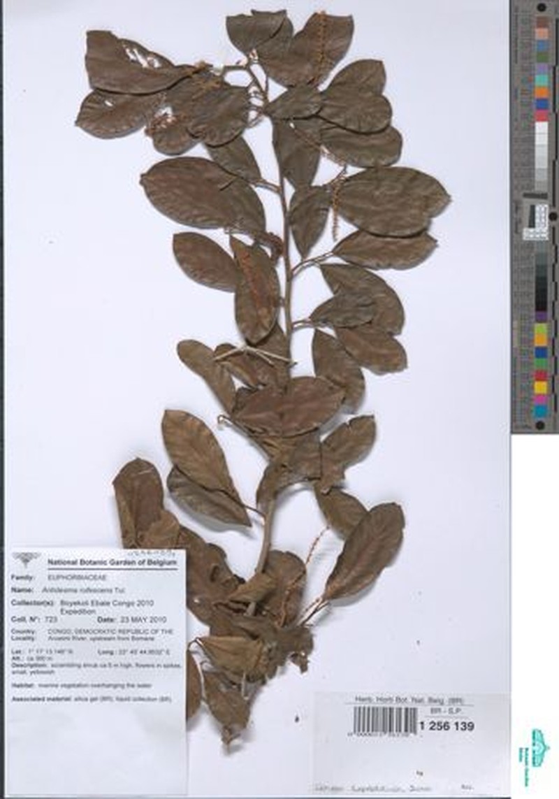 Antidesma rufescens photo 3