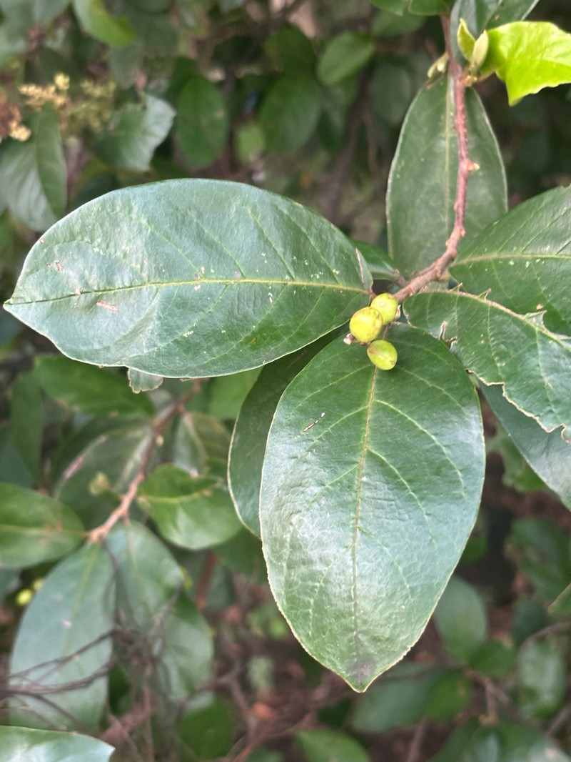 Antidesma rufescens photo 4