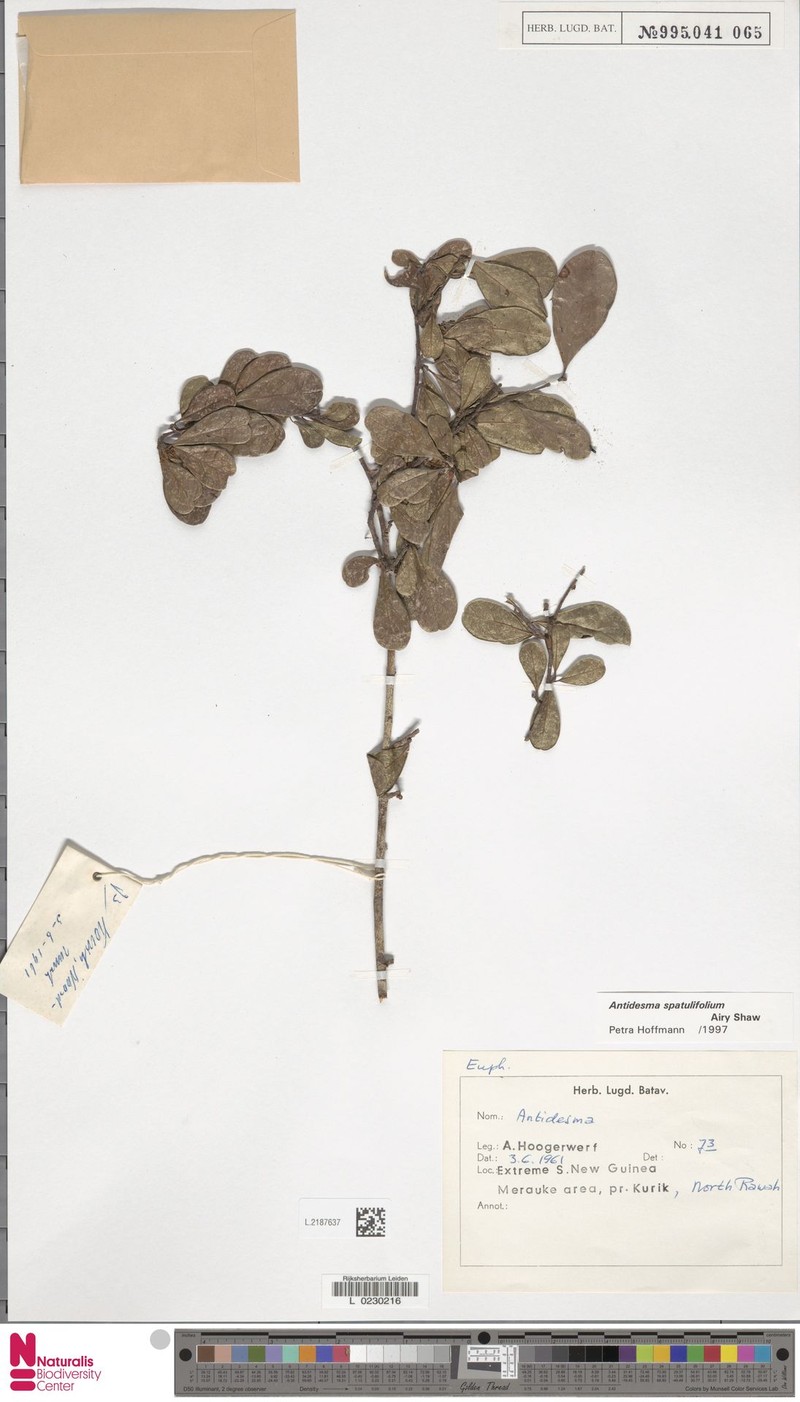 Antidesma spatulifolium