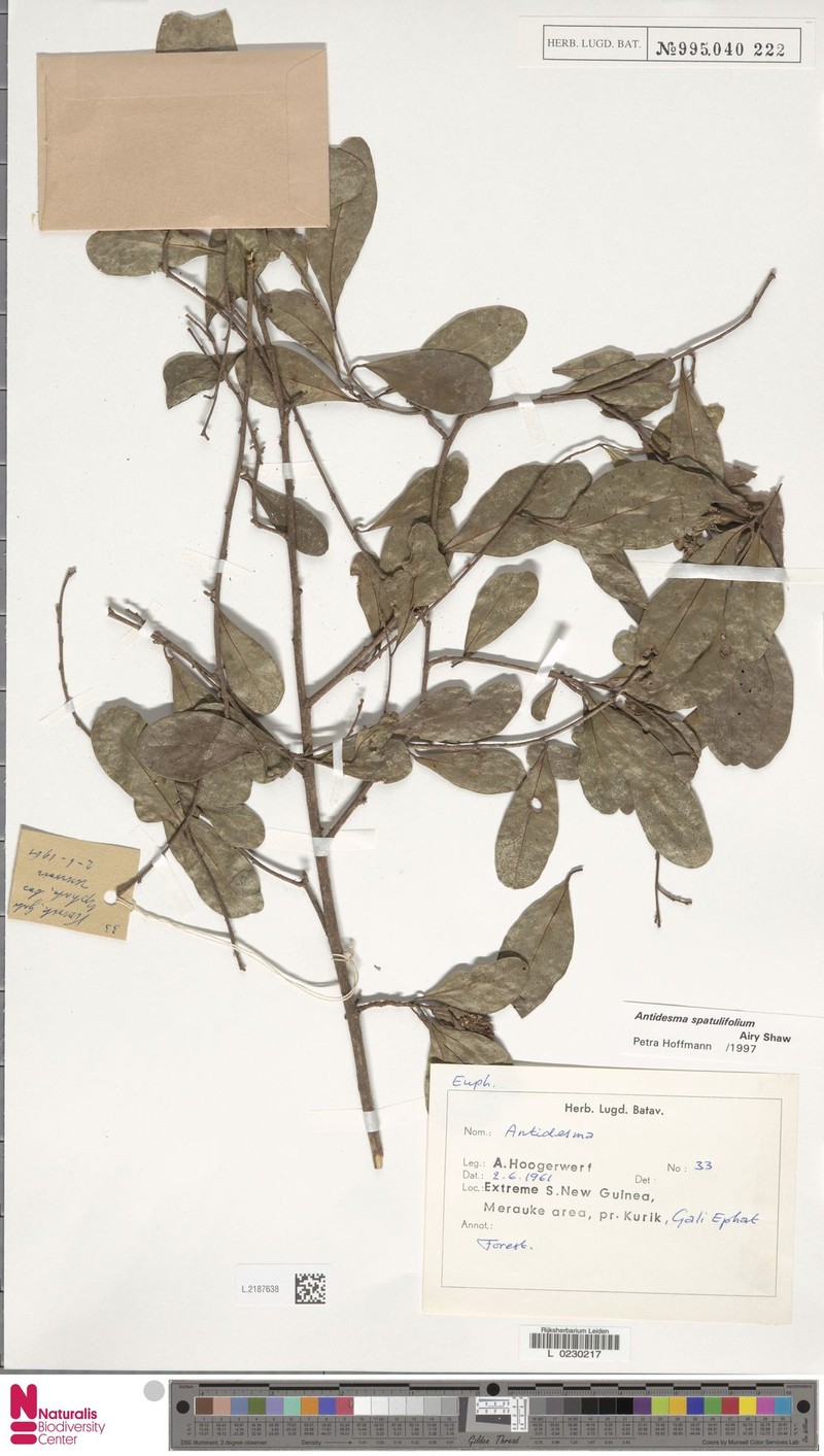 Antidesma spatulifolium photo 2