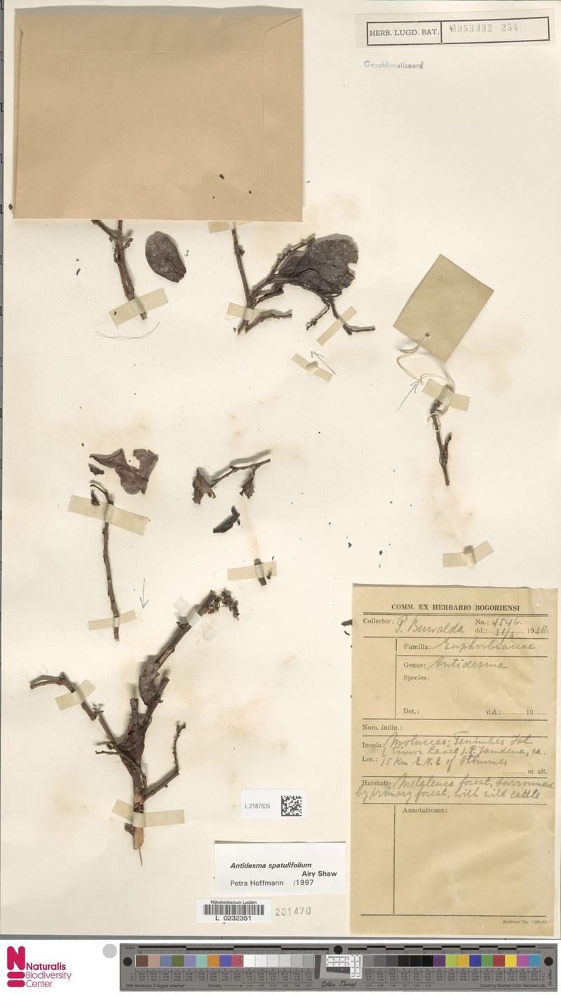 Antidesma spatulifolium photo 3