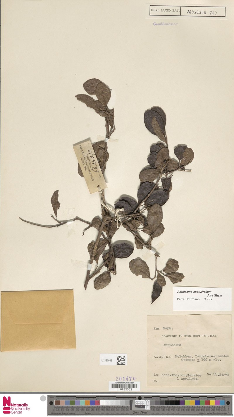 Antidesma spatulifolium photo 4