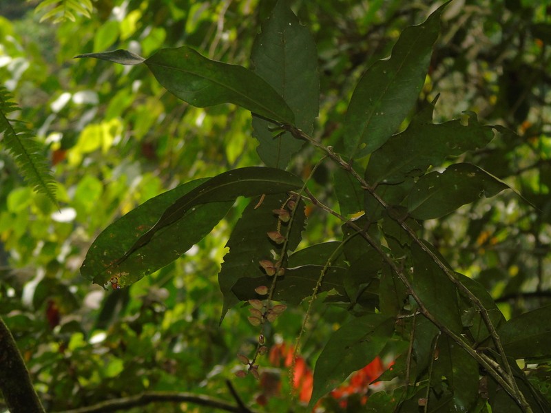 Antidesma stipulare