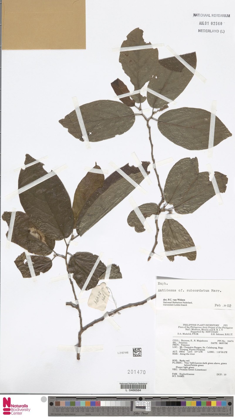 Antidesma subcordatum