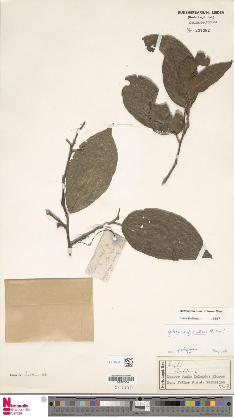 Antidesma subcordatum photo 2