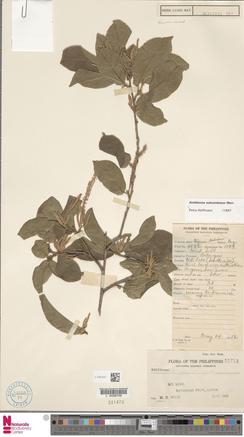 Antidesma subcordatum photo 3