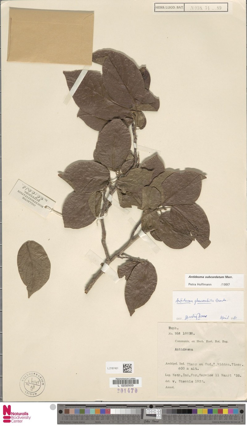 Antidesma subcordatum photo 4