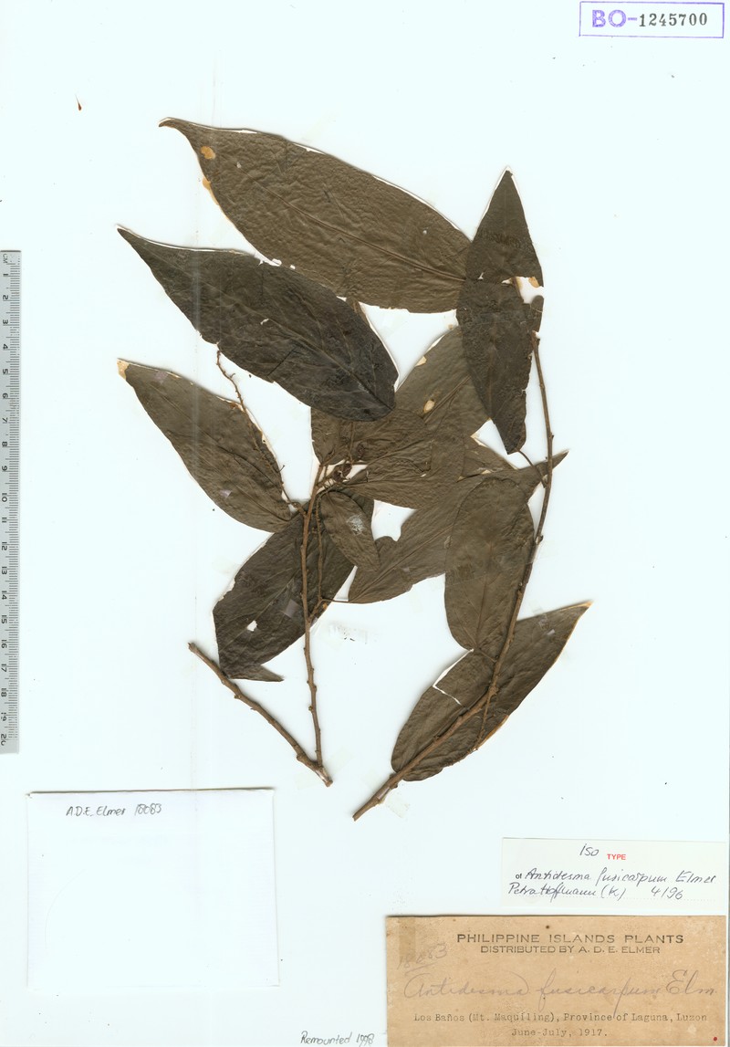 Antidesma subcordatum