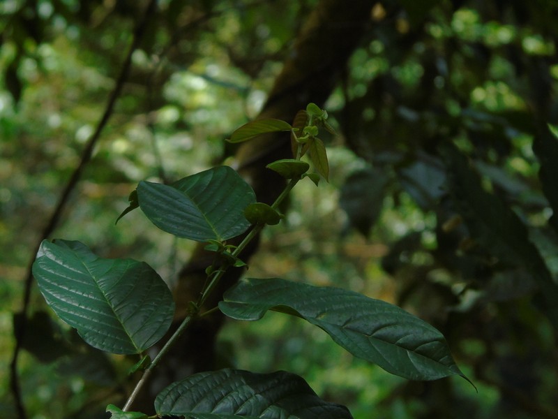 Antidesma tetrandrum