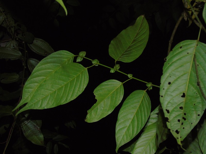 Antidesma tetrandrum photo 3