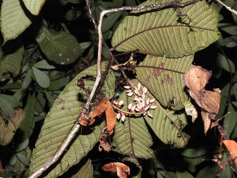 Antidesma tomentosum photo 2
