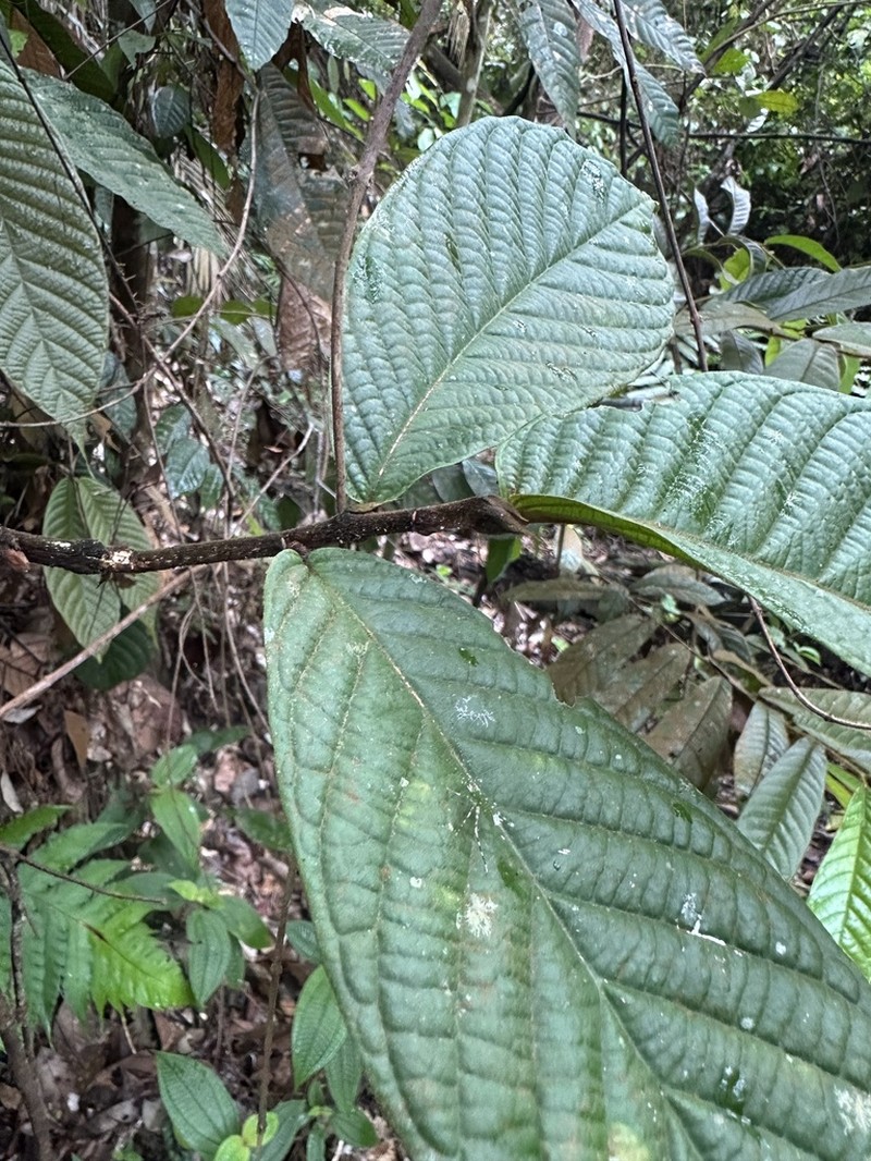 Antidesma tomentosum photo 3