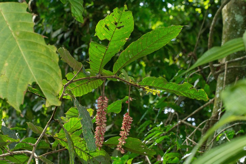 Antidesma tomentosum photo 4