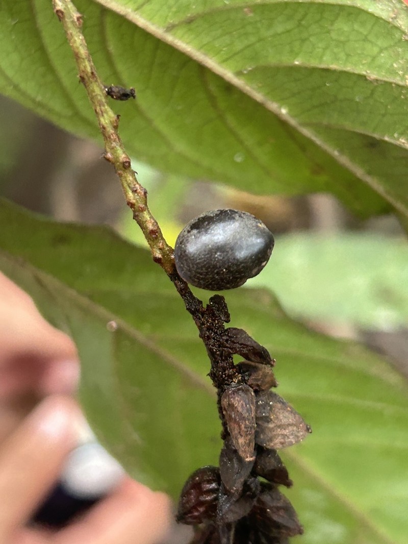 Antidesma tomentosum photo 5