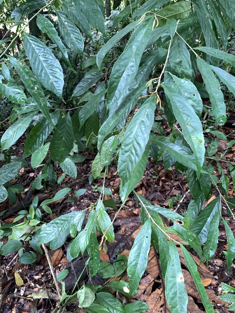 Antidesma tomentosum photo 6
