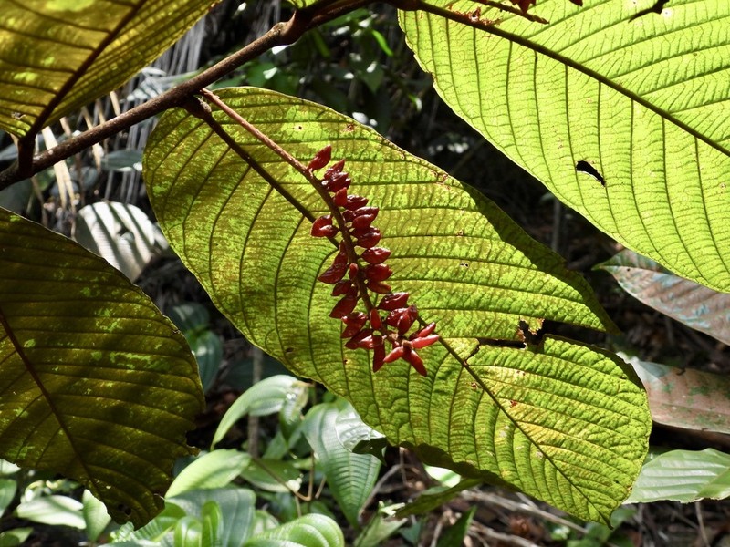 Antidesma tomentosum photo 7