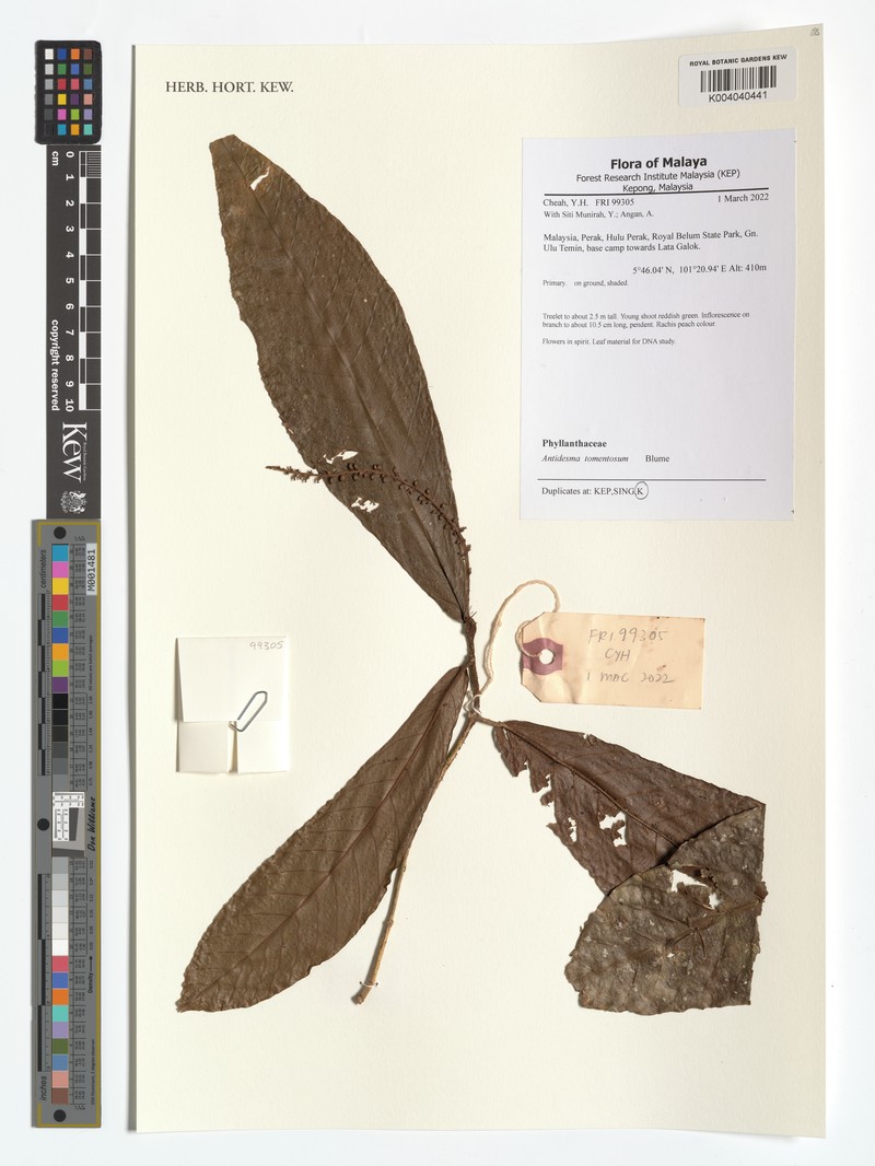 Antidesma tomentosum photo 8