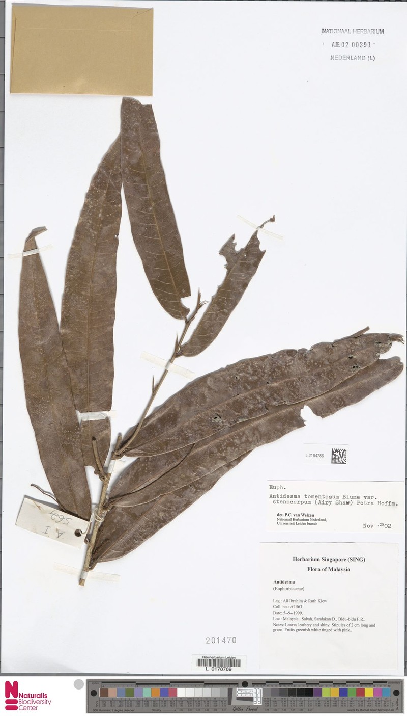 Antidesma tomentosum var. stenocarum