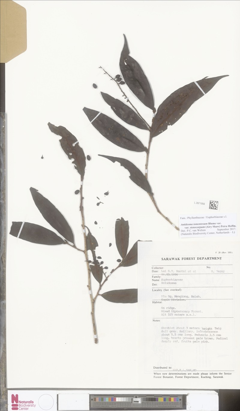 Antidesma tomentosum var. stenocarum photo 2