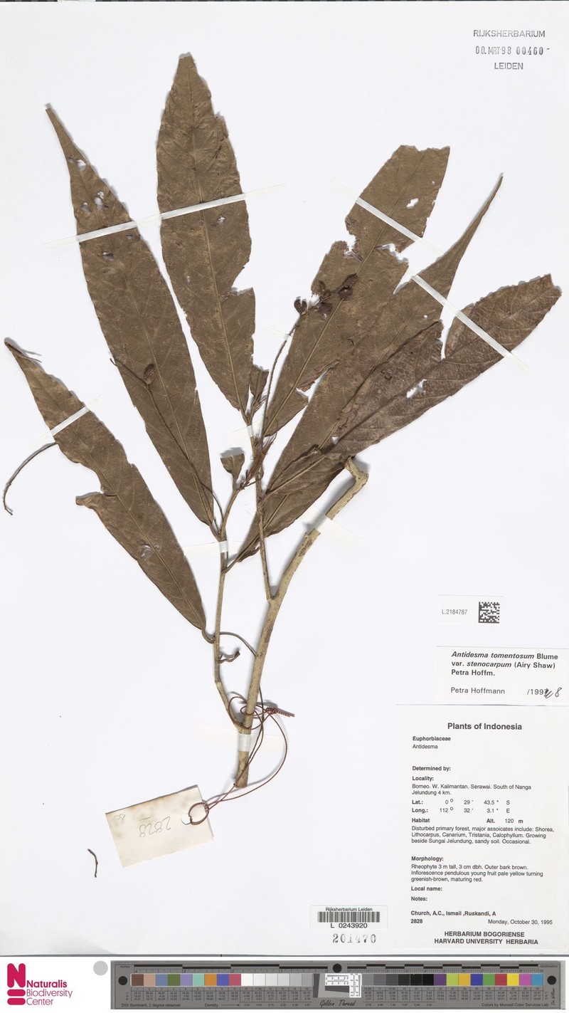 Antidesma tomentosum var. stenocarum photo 3