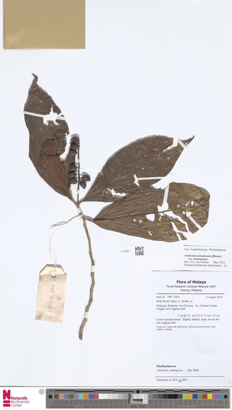 Antidesma tomentosum var. tomentosum