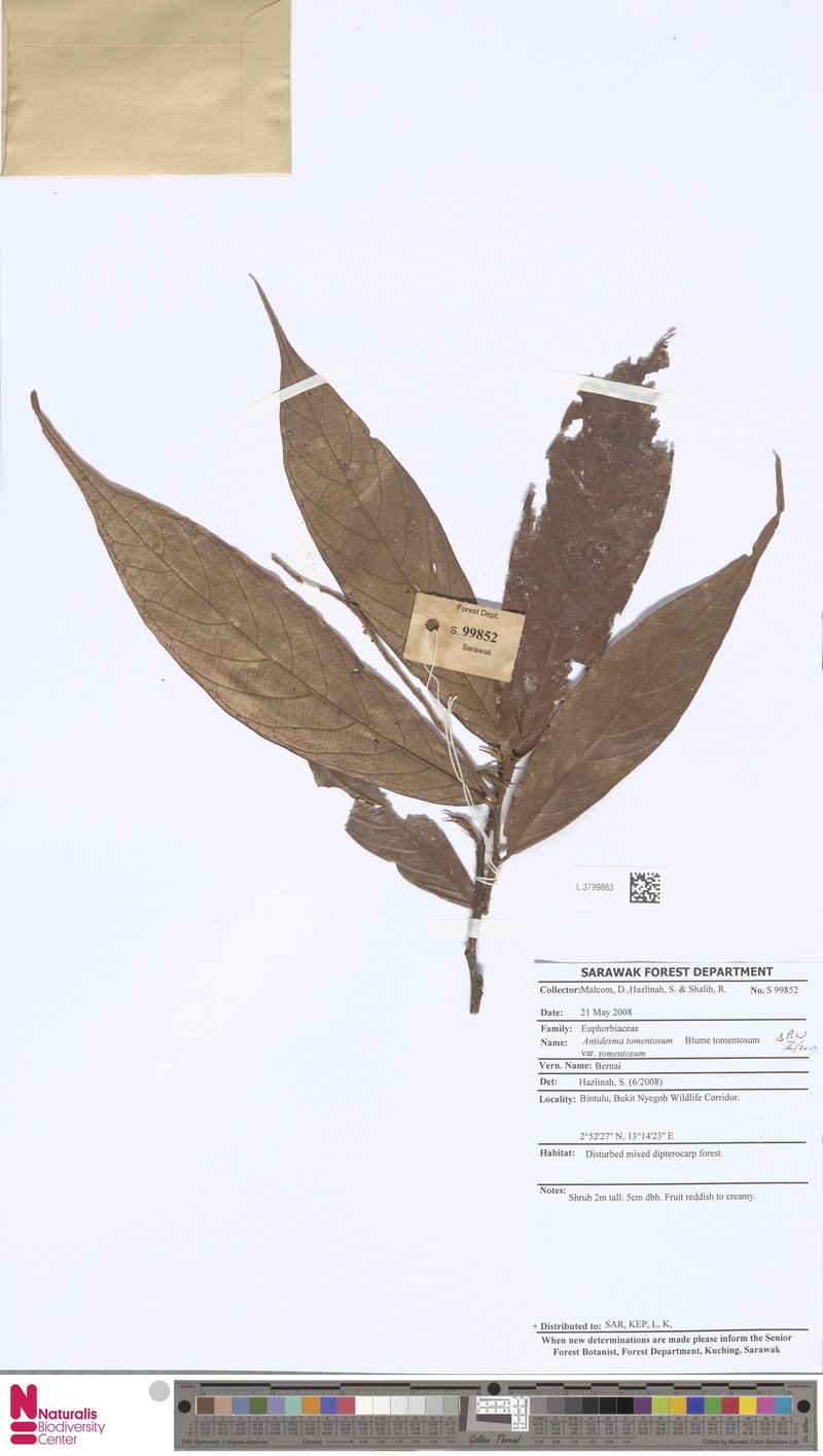 Antidesma tomentosum var. tomentosum photo 2