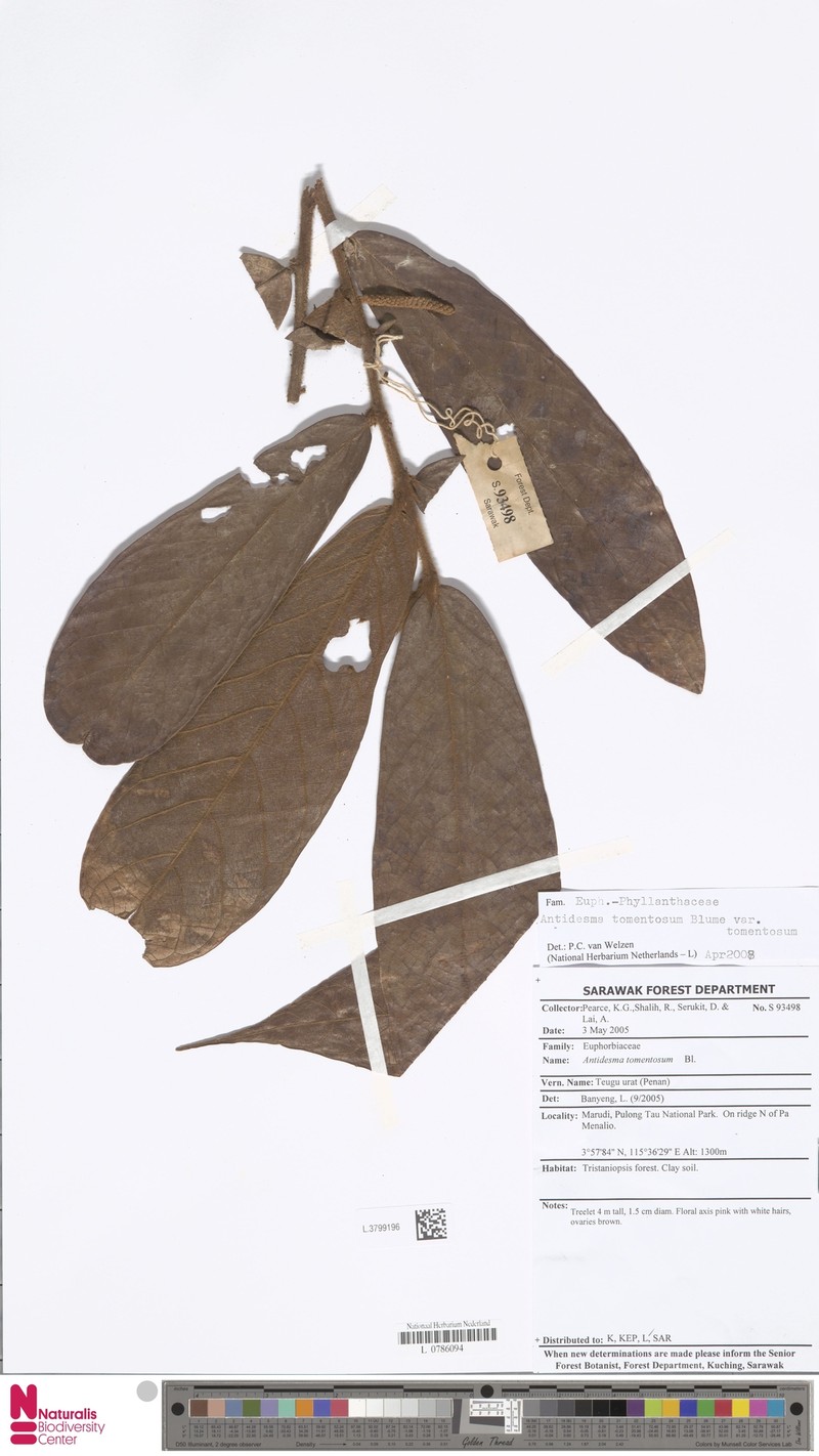 Antidesma tomentosum var. tomentosum photo 3
