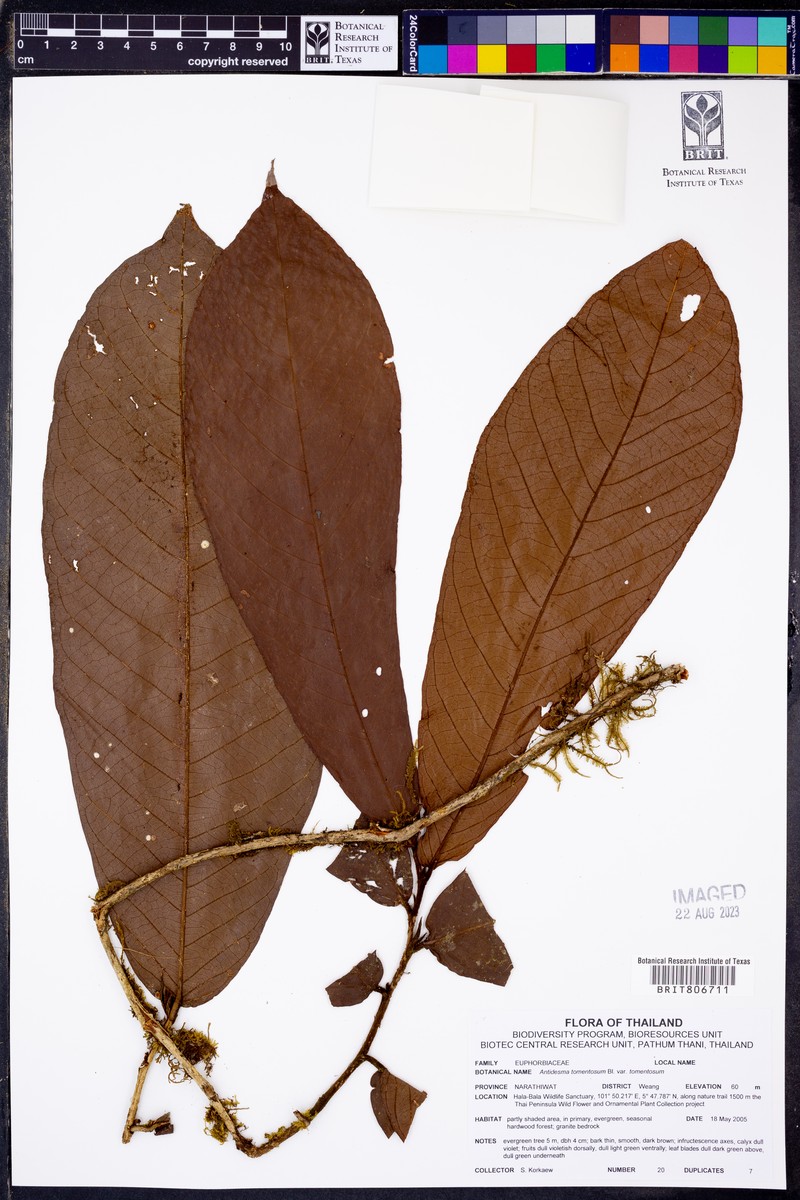 Antidesma tomentosum var. tomentosum photo 4