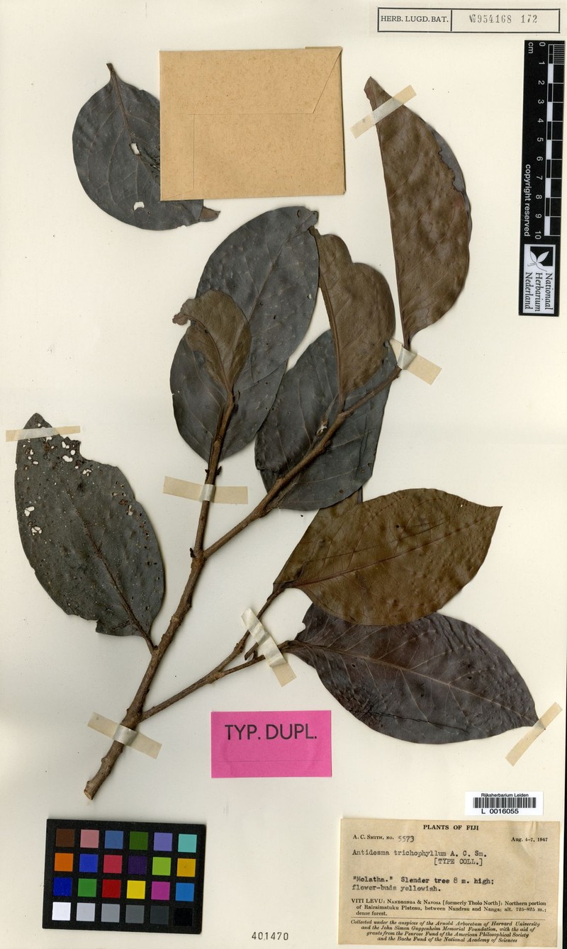 Antidesma trichophyllum