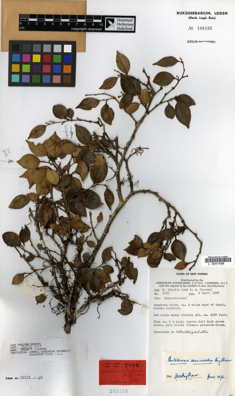 Antidesma vaccinioides