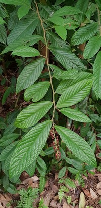 Antidesma velutinosum