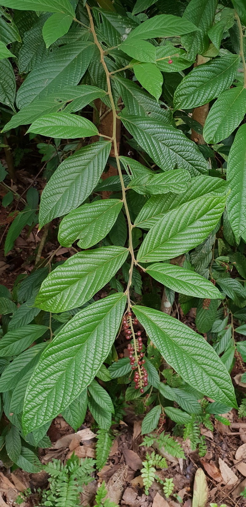 Antidesma velutinosum