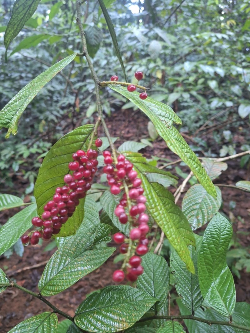 Antidesma velutinosum photo 2