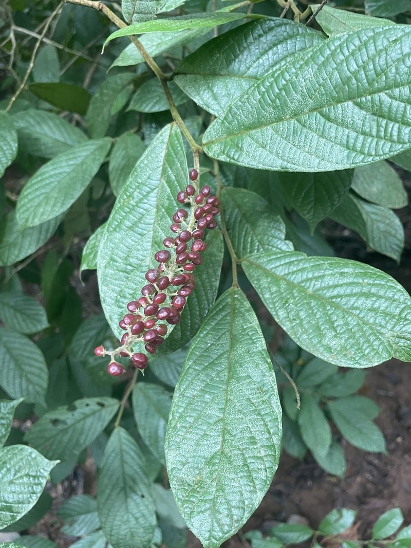 Antidesma velutinosum photo 4