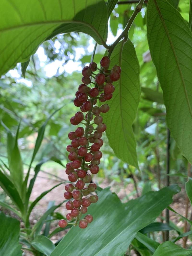Antidesma velutinosum photo 5