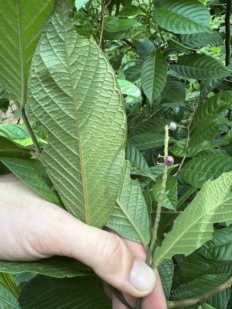 Antidesma velutinosum photo 6